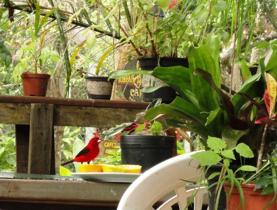 Pousada Beehouse Paranaguá Eksteriør billede